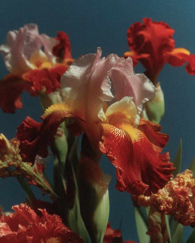 iris in bloom — midjourney